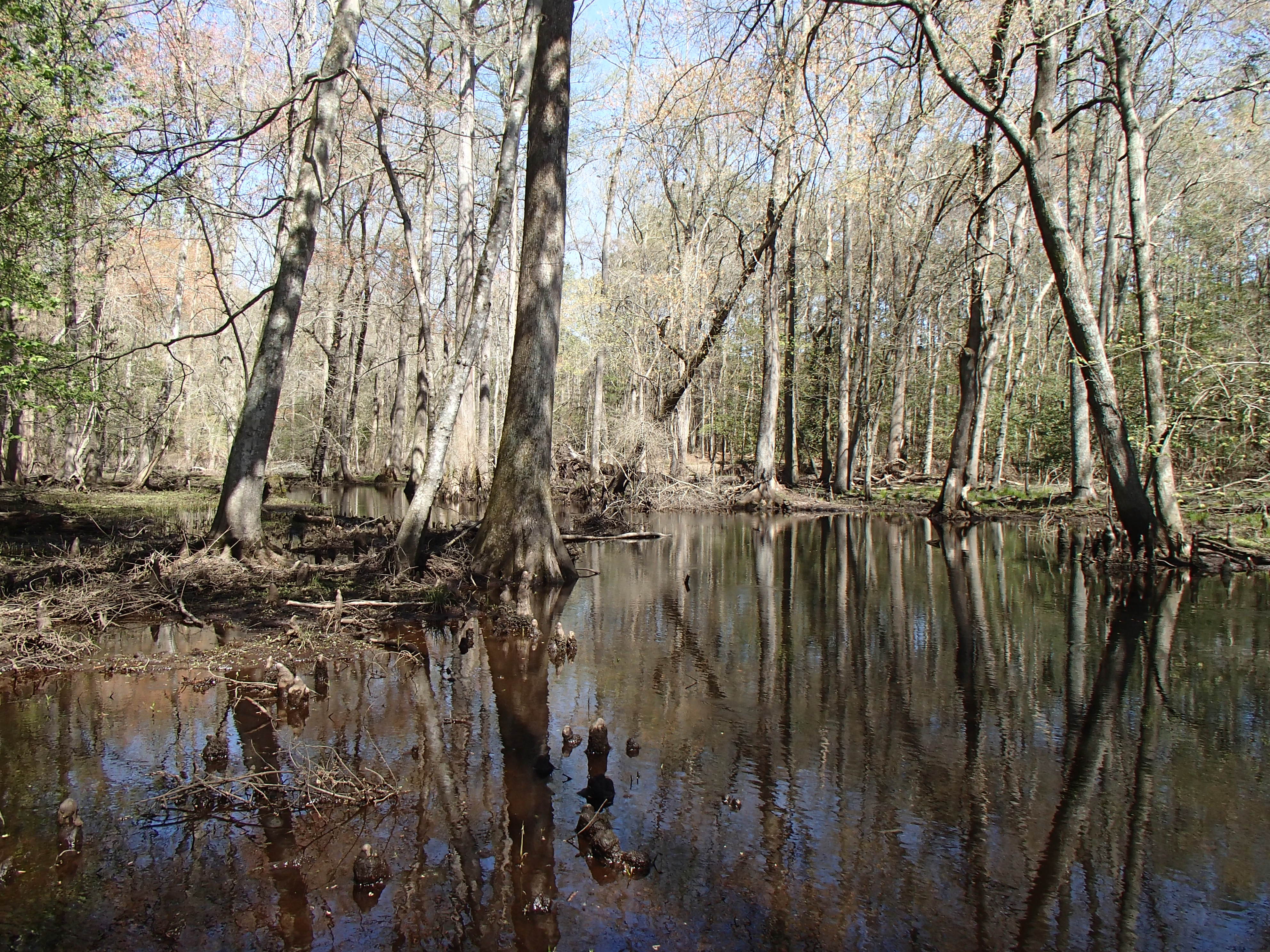 Field photo showing stream conditions at site NASS-302-S-2016_midpoint looking upstream